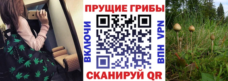 Купить  Наволоки  Псилоцибиновые грибы прущие грибы 